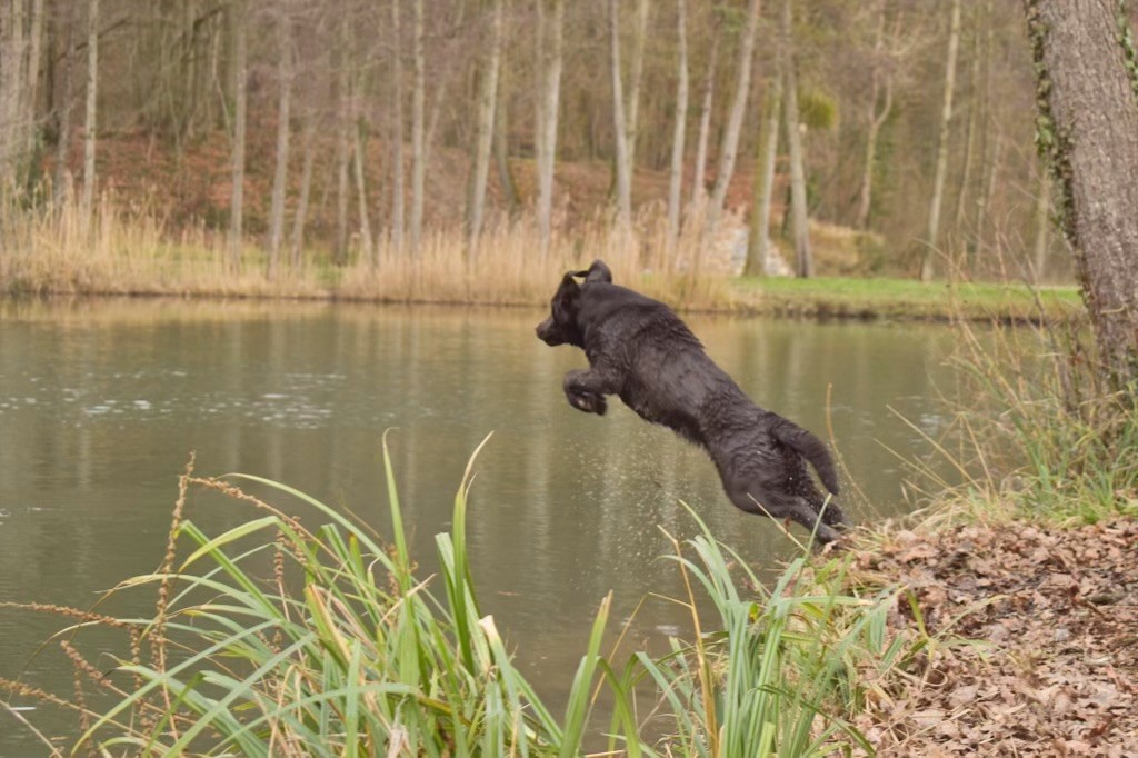 CH. Somebody to love De La Brie Des Etangs