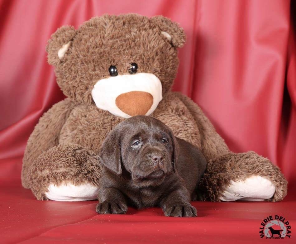 De La Brie Des Etangs - Chiot disponible  - Labrador Retriever