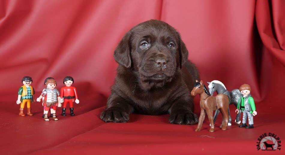 De La Brie Des Etangs - Chiot disponible  - Labrador Retriever