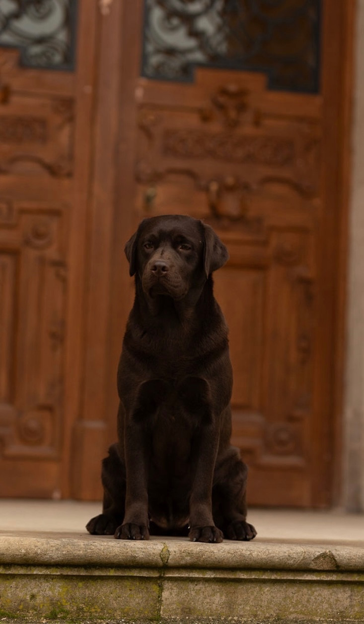 CH. Unchain My Heart De La Brie Des Etangs