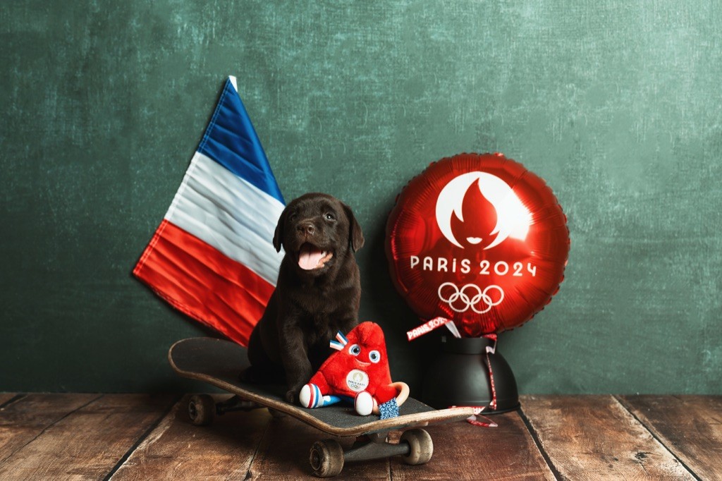 De La Brie Des Etangs - A RESERVER CHIOTS LABRADORS CHOCOLATS LOF
