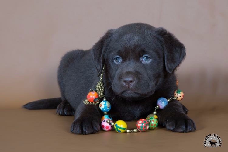 De La Brie Des Etangs - Chiots disponibles - Labrador Retriever