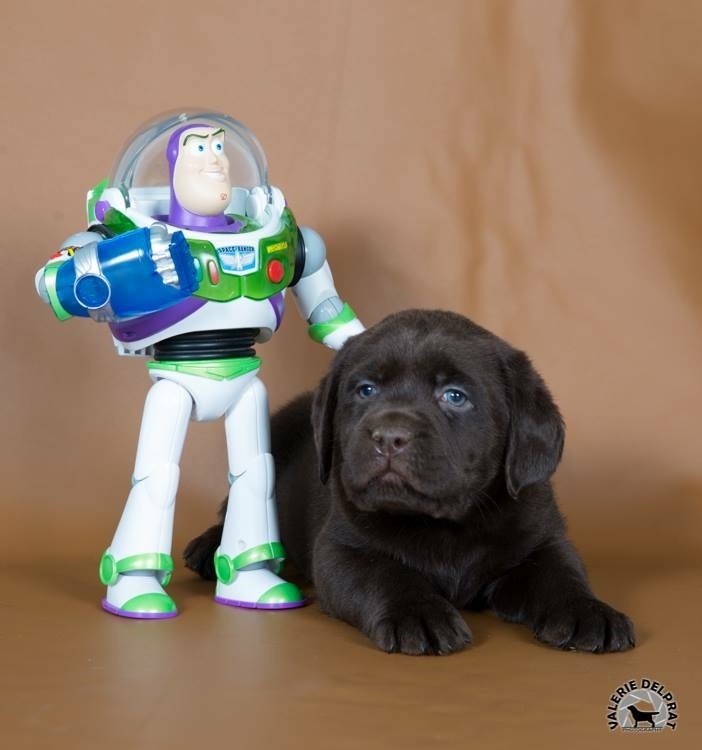 Chiot Labrador Retriever De La Brie Des Etangs