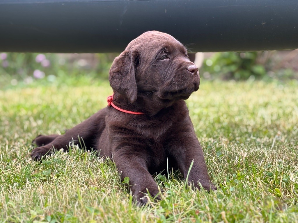 De La Brie Des Etangs - Chiots disponibles - Labrador Retriever