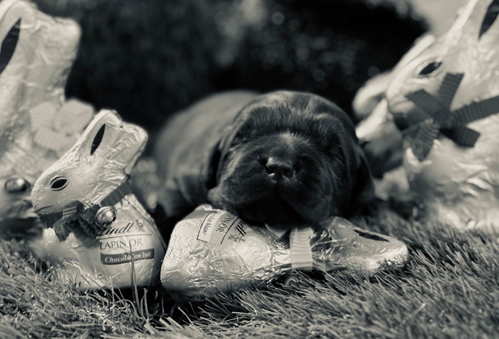De La Brie Des Etangs - Chiots disponibles - Labrador Retriever