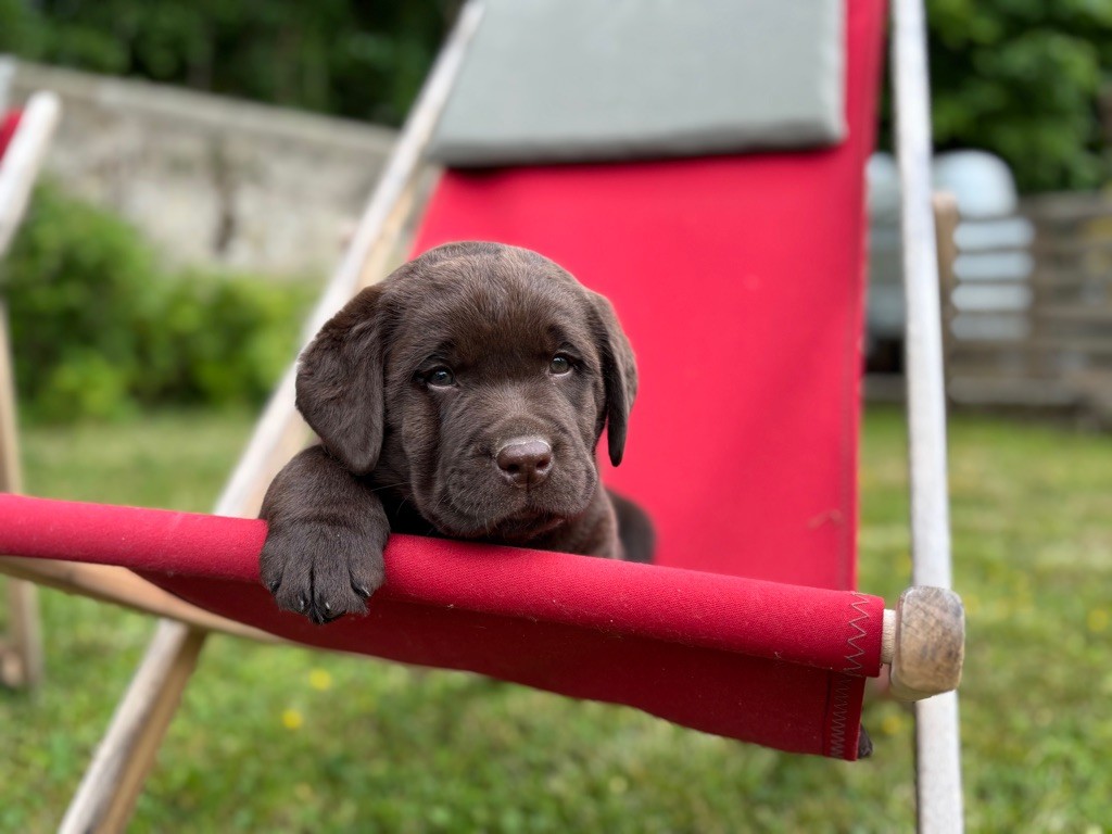 De La Brie Des Etangs - Chiots disponibles - Labrador Retriever