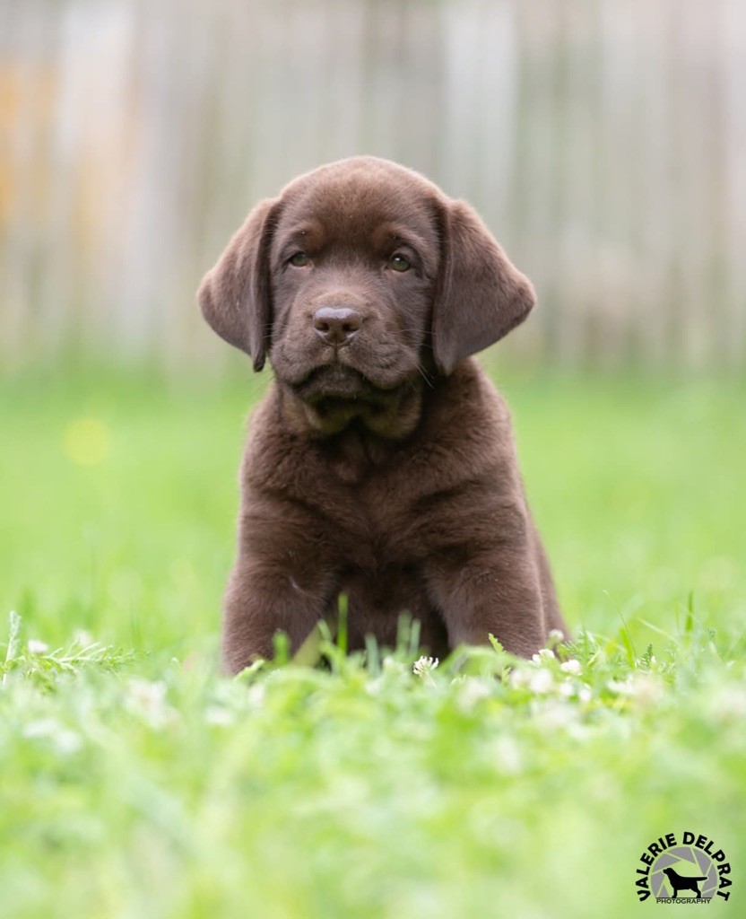 De La Brie Des Etangs - Chiots disponibles - Labrador Retriever