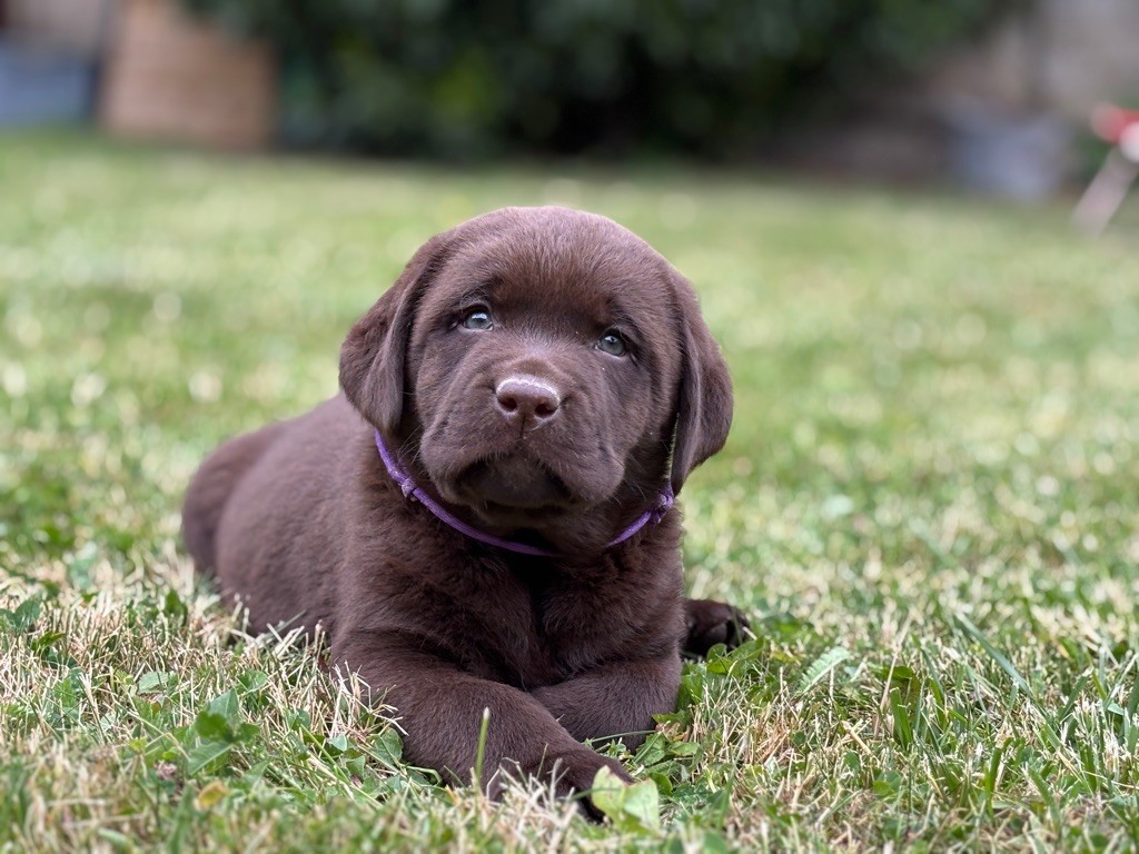 De La Brie Des Etangs - Chiots disponibles - Labrador Retriever