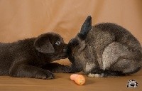 CHIOT