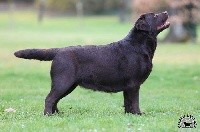 CHIOT