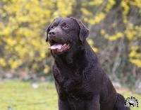 CHIOT