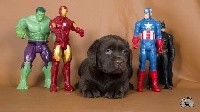 CHIOT
