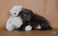 CHIOT