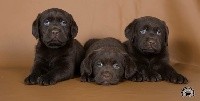 CHIOT