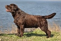 CHIOT