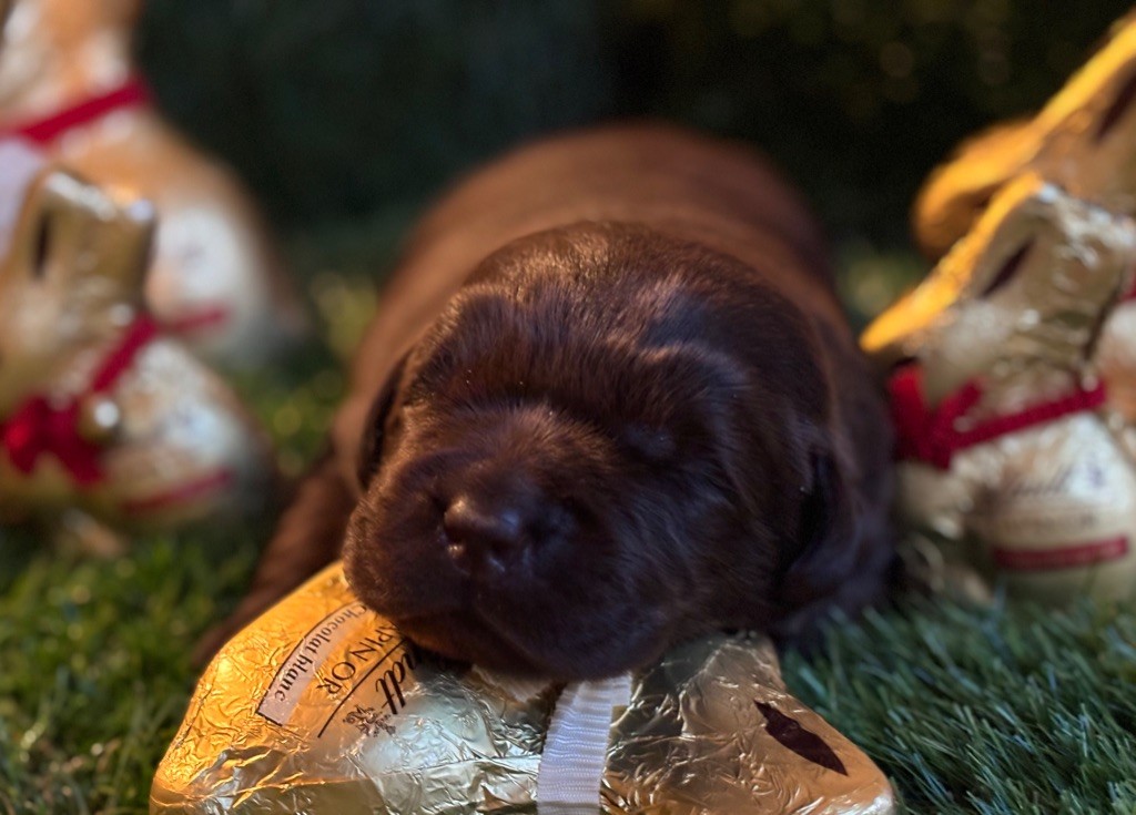 De La Brie Des Etangs - Chiots disponibles - Labrador Retriever