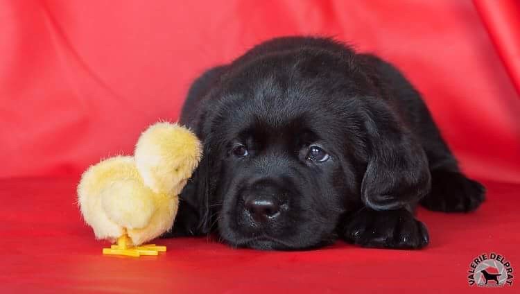 De La Brie Des Etangs - Chiots disponibles - Labrador Retriever