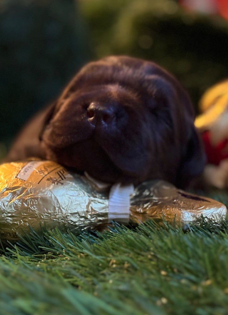 De La Brie Des Etangs - Chiots disponibles - Labrador Retriever